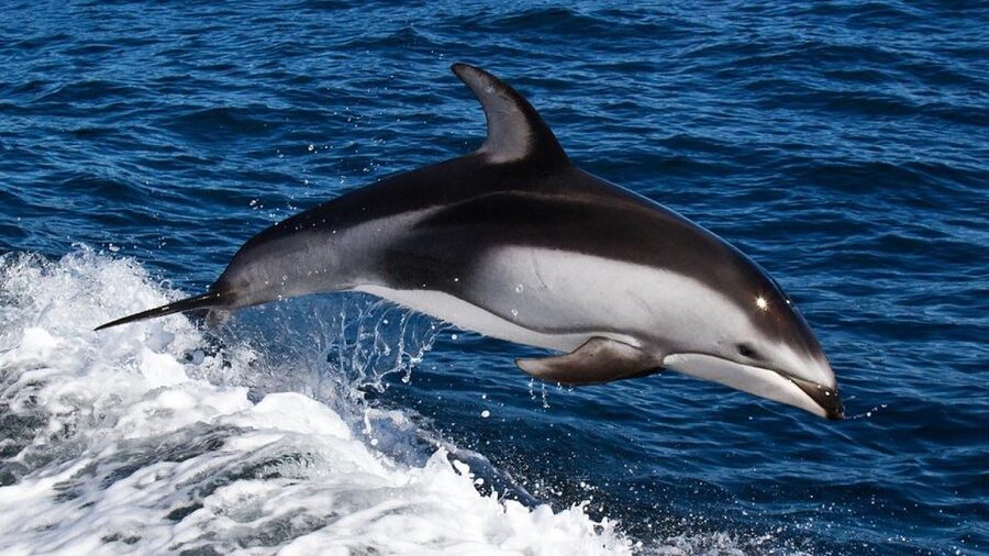 From Faro: Dolphin Watching & 2 Islands Tour - When weather turns the plan: the real risk you should accept