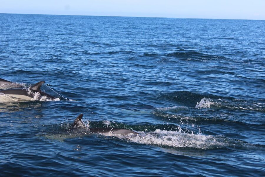 From Faro: Dolphin Watching & 2 Islands Tour - Why the Ria Formosa setting makes dolphin time more than a gamble