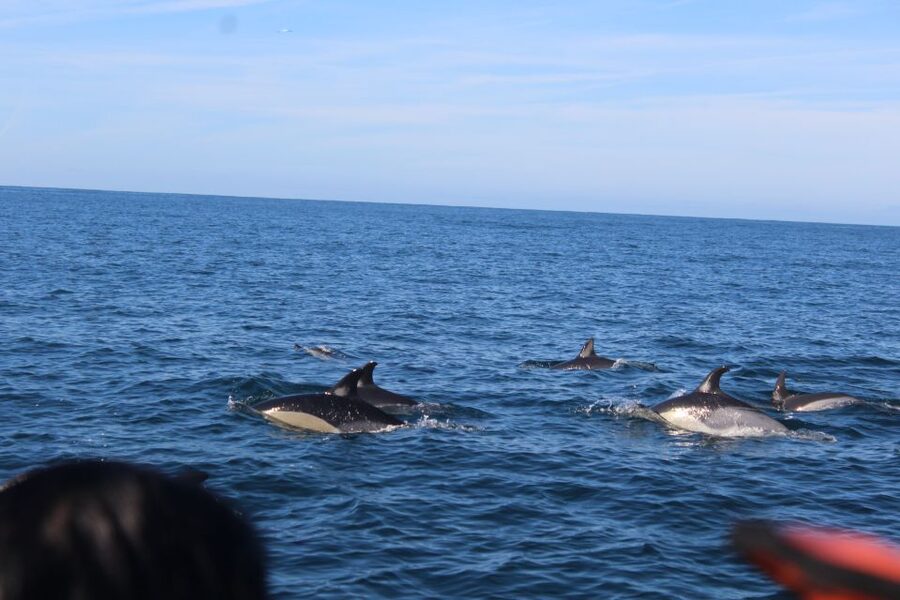 From Faro: Dolphin Watching & 2 Islands Tour - Ilha do Farol: lighthouse village walks and the reality of “small island time”