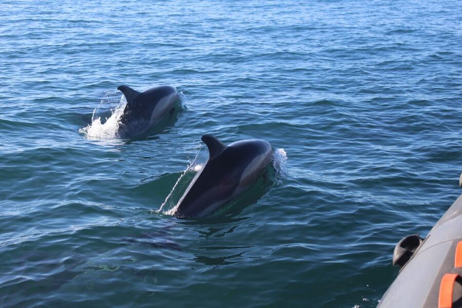 From Faro: Dolphin Watching & 2 Islands Tour - Ilha Deserta beach break: swim time on crystalline water
