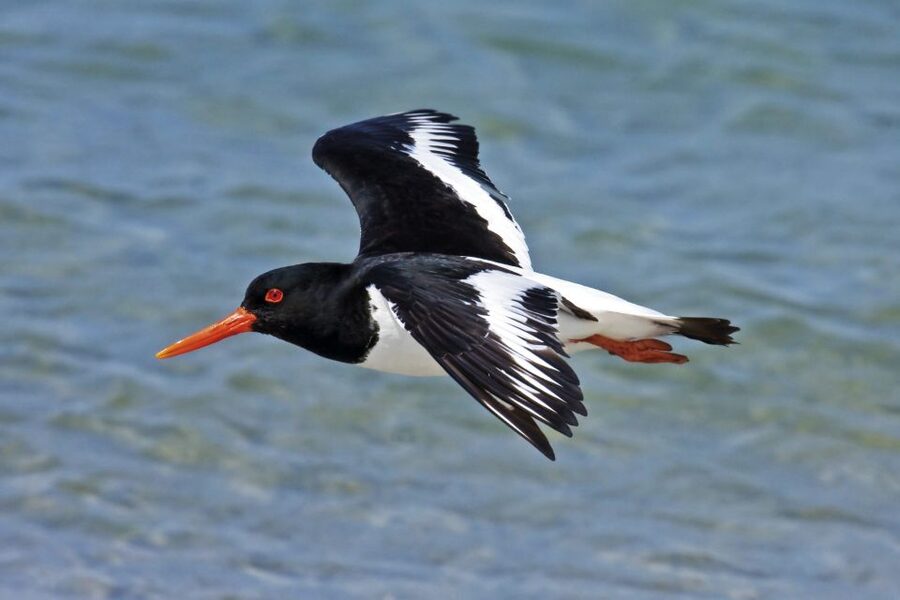 From Faro: Ria Formosa Eco Tour guided by Marine Biologist - Should you book this Ria Formosa eco tour?