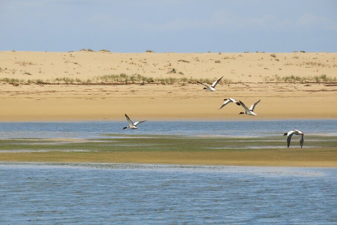 From Faro: Ria Formosa Eco Tour guided by Marine Biologist - The 75-minute eco cruise: spotting birds and plants for real