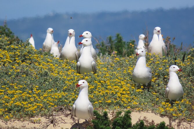 From Faro: Ria Formosa Eco Tour guided by Marine Biologist - Ilha Deserta free time: how to make the island portion count
