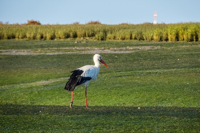 From Faro: Ria Formosa Eco Tour guided by Marine Biologist - Practicalities that affect your day (timing, tides, and expectations)