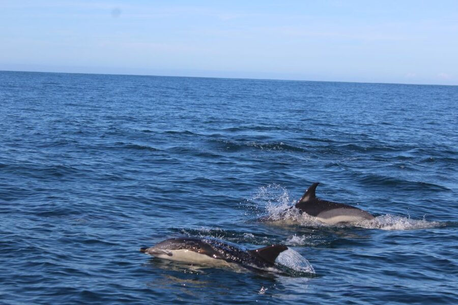 From Faro: Wildlife and Dolphin-Watching Speedboat Tour - Morning Timing: Why This Faro Trip Works