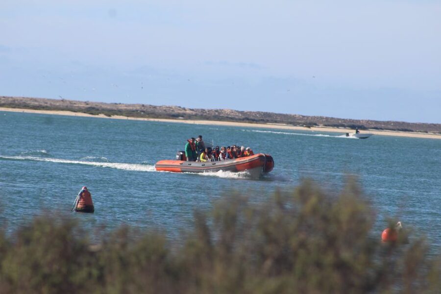 From Faro: Wildlife and Dolphin-Watching Speedboat Tour - Speedboat to the Ria Formosa Natural Park: Scenic Waterways and Wildlife Time