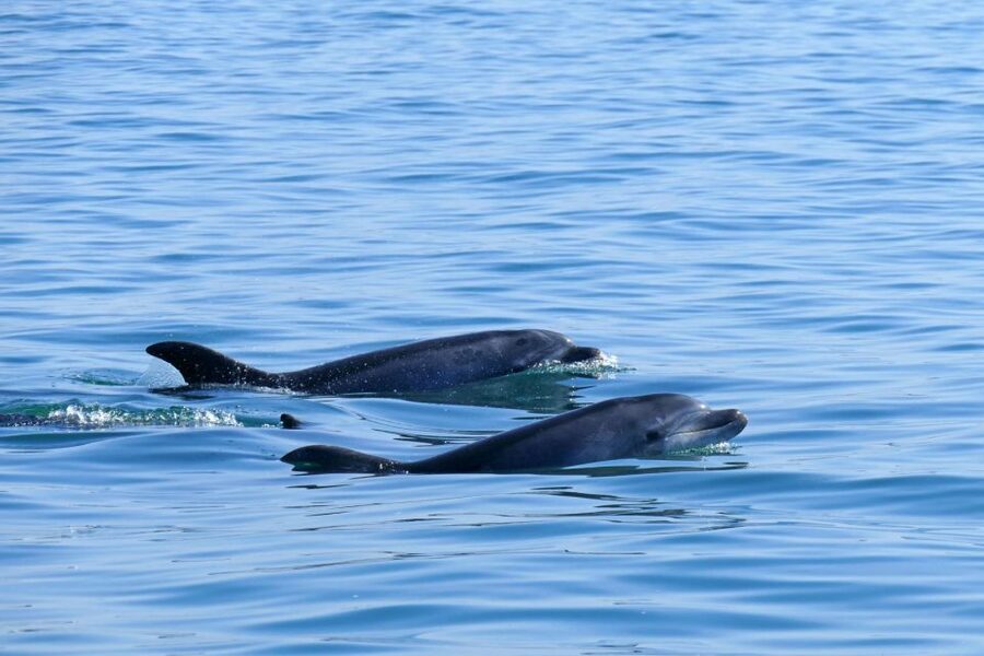 From Faro: Wildlife and Dolphin-Watching Speedboat Tour - Wildlife Scanning on the Way: Birds, Turtles, and Small Sharks