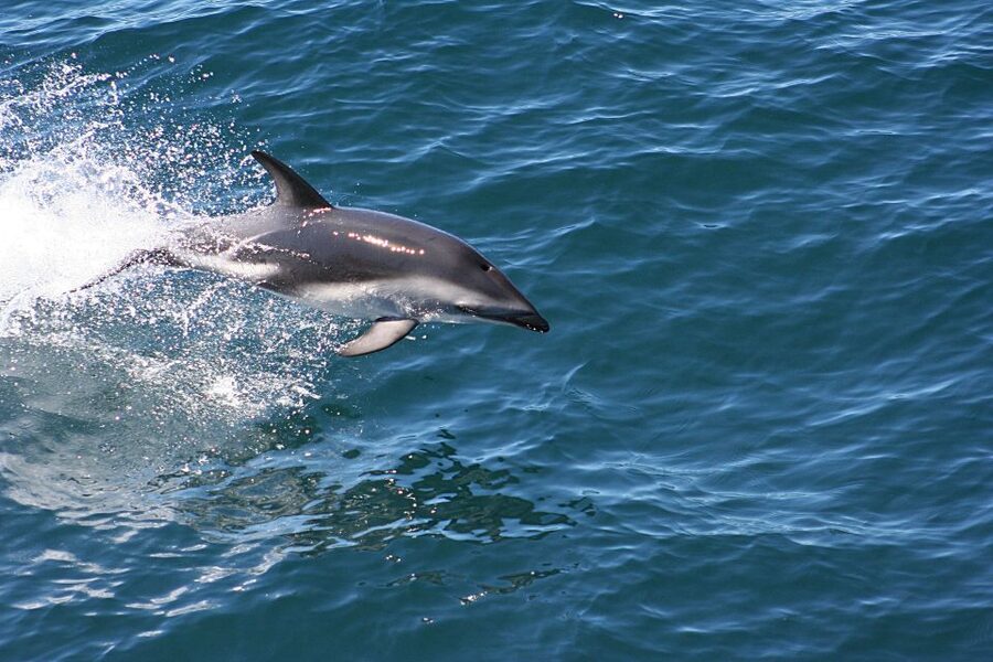 From Faro: Wildlife and Dolphin-Watching Speedboat Tour - Other Big Wins When Wildlife Shows Up