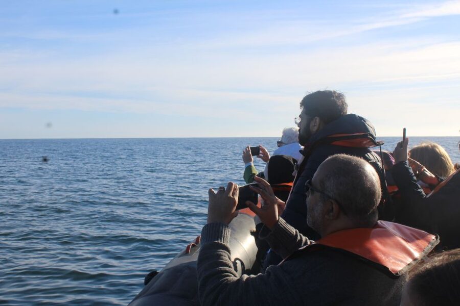 From Faro: Wildlife and Dolphin-Watching Speedboat Tour - Meeting at Rua da Porta Nova Without the Stress