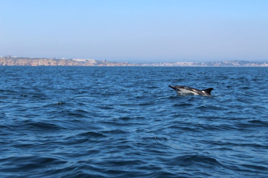 From Lagos: Dolphin Watching Boat Trip w/Marine Biologists - Who should book this tour, and who should skip it
