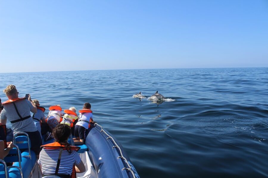 From Lagos: Dolphin Watching Boat Trip w/Marine Biologists - Why a fast RIB from Lagos matters for dolphin spotting
