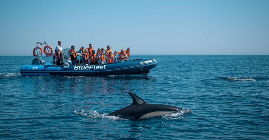 From Lagos: Dolphin Watching Boat Trip w/Marine Biologists - The 1.5-hour hunt: what the trip feels like on the water