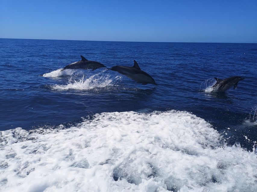 From Lagos: Dolphin Watching Boat Trip w/Marine Biologists - Ethical dolphin watching rules you should actually care about