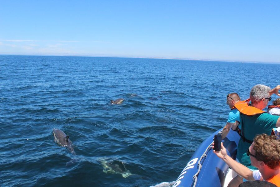 From Lagos: Dolphin Watching Boat Trip w/Marine Biologists - What you might see besides dolphins (yes, it can happen)