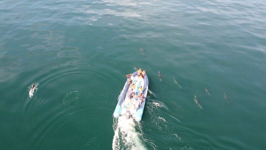 From Lagos: Dolphin Watching Boat Trip w/Marine Biologists - Comfort tips for a RIB day: sitting position and weather