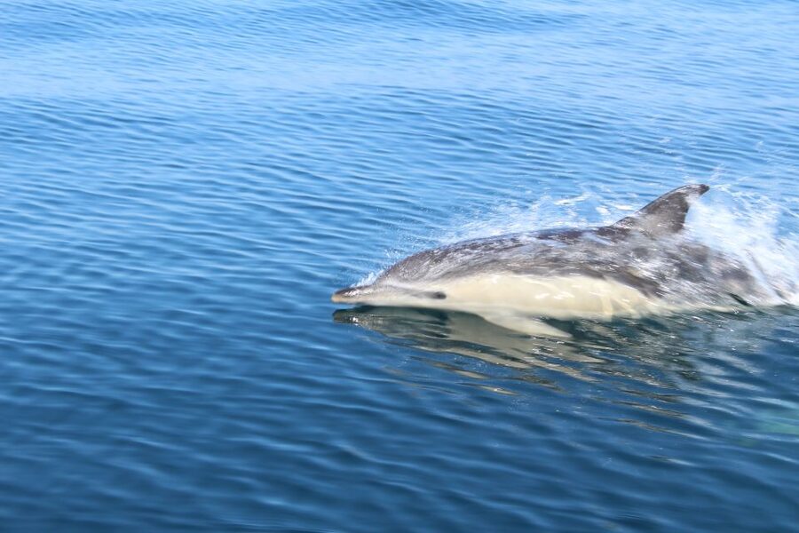 From Lagos: Dolphin Watching Boat Trip w/Marine Biologists - Price and value: what $42 buys you in real terms