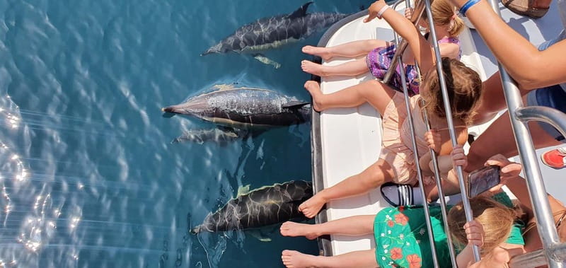 From Lagos: Dolphin Watching Catamaran Cruise - Key Points You Should Know Before You Go