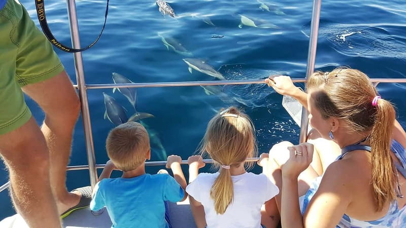 From Lagos: Dolphin Watching Catamaran Cruise - Why Lagos Works So Well for Dolphin Watching (And Why This Trip Feels Different)