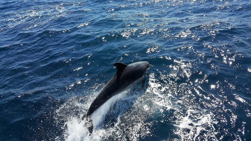 From Lagos: Dolphin Watching Catamaran Cruise - Meeting at Passeio dos Descobrimentos 1b: Where the Day Starts
