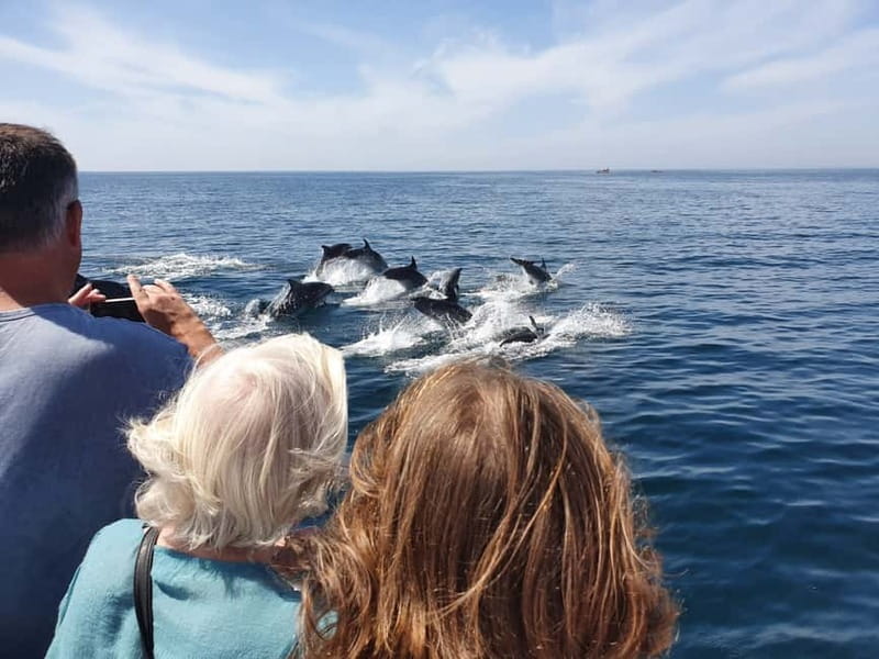 From Lagos: Dolphin Watching Catamaran Cruise - The 1.5-Hour Dolphin Search: What the “Hunt” Actually Looks Like