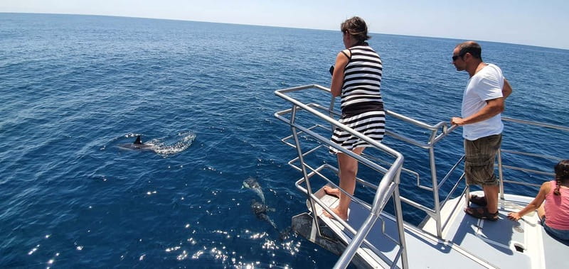 From Lagos: Dolphin Watching Catamaran Cruise - Cruising the Algarve Coast: Cliffs, Hidden Beaches, and Sea Stacks