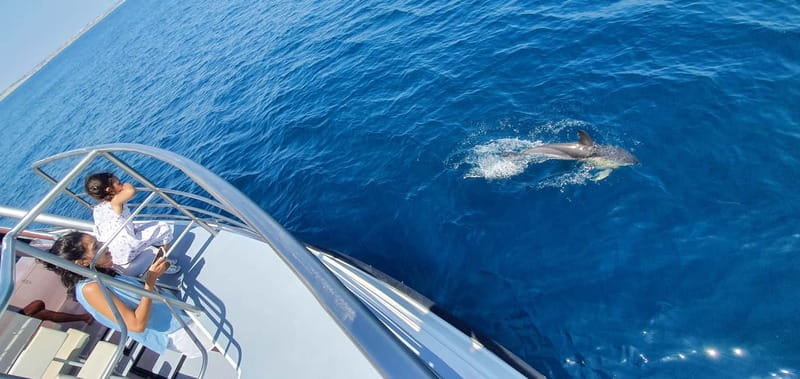 From Lagos: Dolphin Watching Catamaran Cruise - Benagil Cave Stop: The Signature Algarve Landmark in One Ride