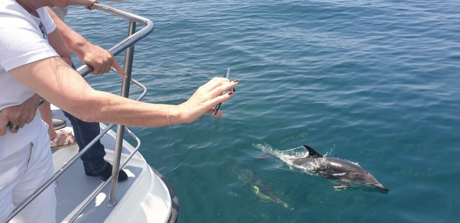 From Lagos: Dolphin Watching Catamaran Cruise - Who This Tour Fits Best (And Who Should Rethink It)