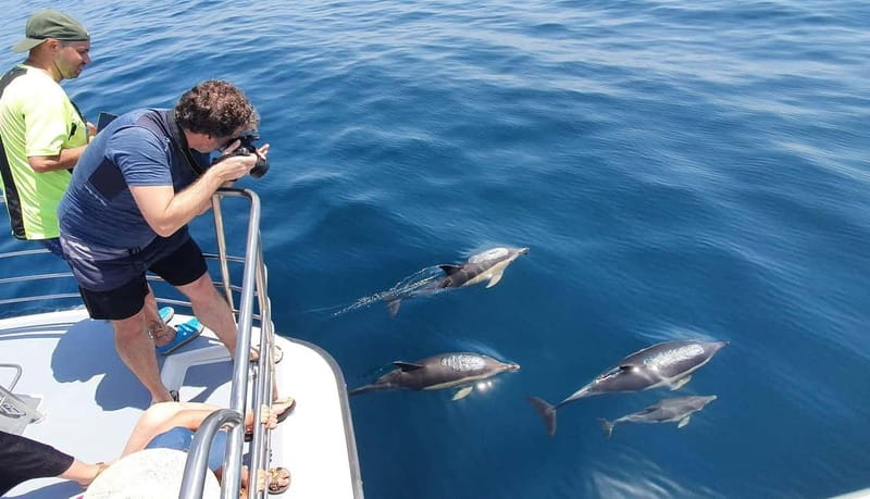 From Lagos: Dolphin Watching Catamaran Cruise - Price and Value: Is $38 Worth It?