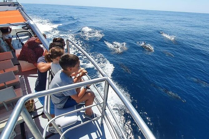 From Lagos: Dolphin Watching Cruise on a Catamaran - Wildlife expectations: dolphins, baby dolphins, and sometimes whales