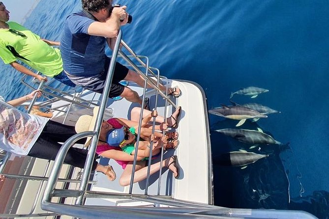 From Lagos: Dolphin Watching Cruise on a Catamaran - Who this cruise fits best (and who might want to think twice)