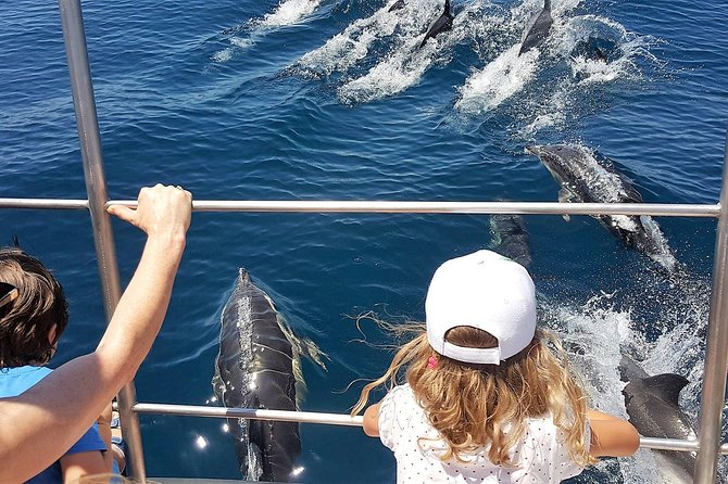 From Lagos: Dolphin Watching Cruise on a Catamaran - What a 90-minute dolphin cruise is really like on the water