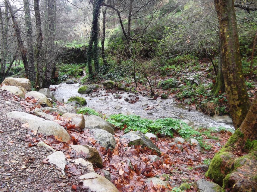 From Lagos: Monchique Private Guided Hike + Medronho Tasting - Key takeaways before you go