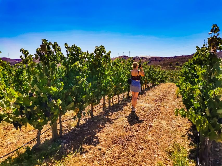 From Lagos: Small-Group 4-Hour Wine Tasting Tour - The return drive: oranges, cork trees, and the calm Algarve in between