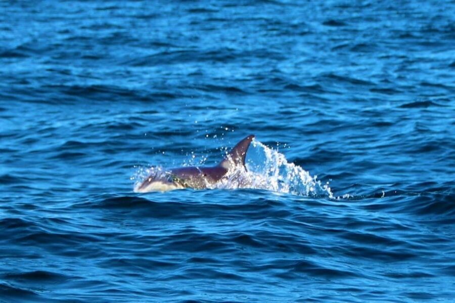 From Vilamoura: 2.5-Hour Benagil Cave and Dolphins Boat Tour - Time and value: why $53 for 2.5 hours can be a smart buy