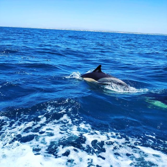 From Vilamoura: 2.5-Hour Benagil Cave and Dolphins Boat Tour - The dolphin hunt: why the crew’s effort matters