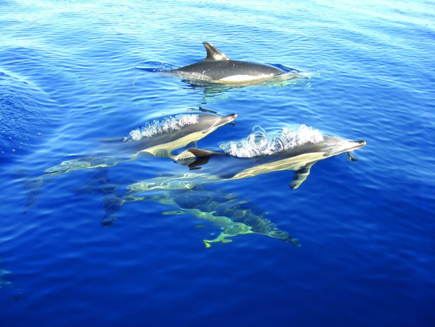 Fuzeta: Dolphin Observation Tour - Key Points to Know Before You Go