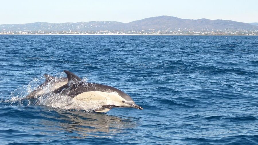 Fuzeta: Dolphin Observation Tour - Fuzeta Dolphin Tour: What You’re Actually Buying for $35