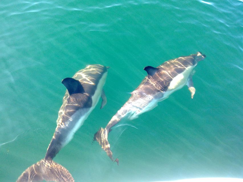 Fuzeta: Dolphin Observation Tour - The Ria Formosa Search and the Open-Sea Hunt