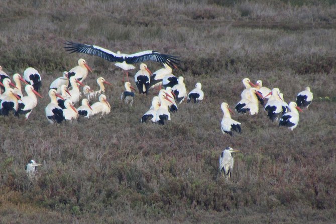 Half-day birdwatching at the Abicada marshed - Weather and gear: how to show up so you see more