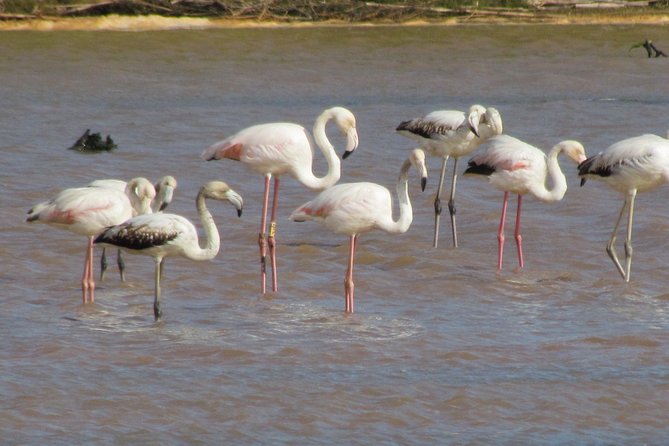 Half-day birdwatching at the Abicada marshed - What to hope for: realistic birding highlights around Lagos