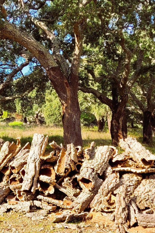 Half-Day Mountain Jeep Safari with firewater tasting - Distillery Stop for Honey, Melosa, and Medronho