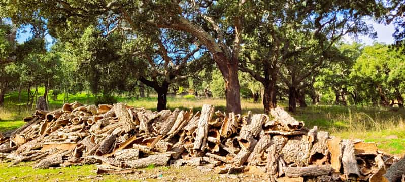 Half-Day Mountain Jeep Safari with firewater tasting - What $61 Gets You (and When It’s a Great Deal)