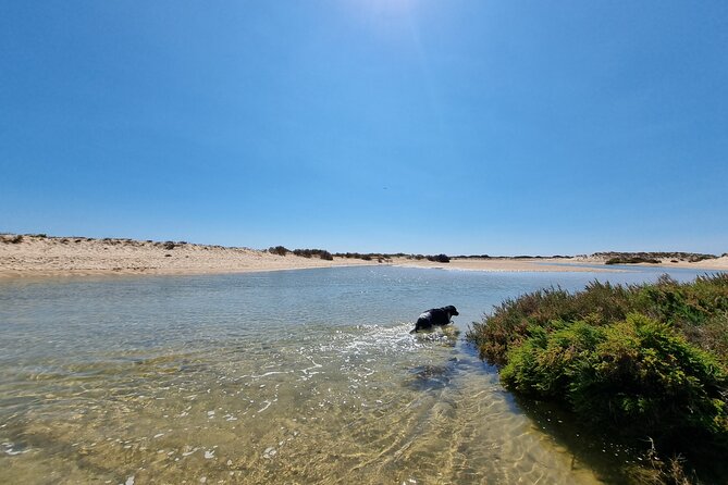 Half-Day Private Guided Kayak Island Tour - Ilha da Fuzeta (Fuseta): A second island stop with more bird-and-wildlife time