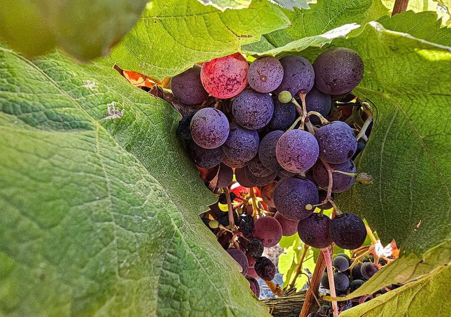 Historic centre & Wine tasting - Should You Book This Historic Centre & Wine Tasting Tour?