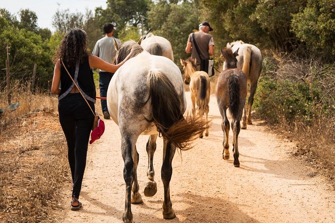 Horse Sanctuary: A nature walk with Rescued Horses by your side - Key things I’d clock before you go