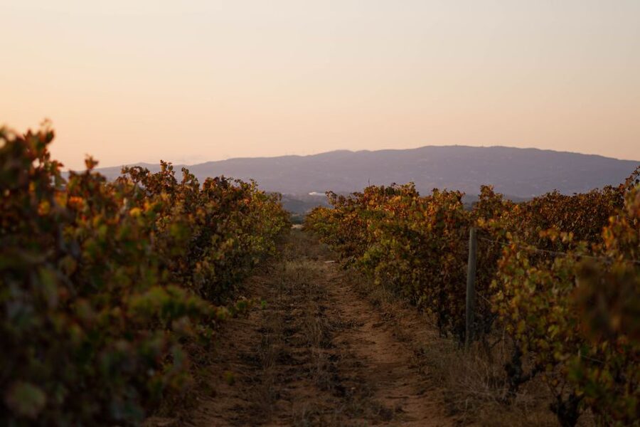 Lagoa: 2.5-Hour Vineyard Dinner with Winetasting - Vineyard walk: Negra Mole vines and terroir stories