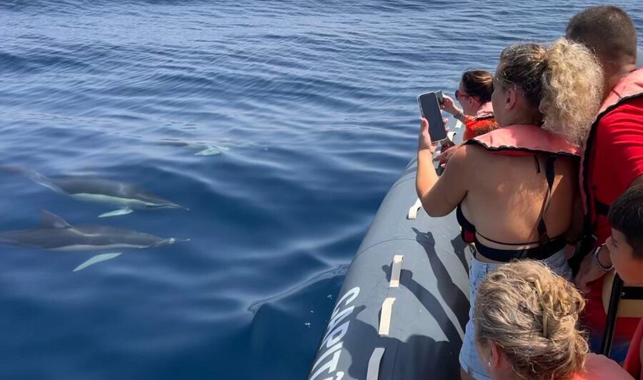 Lagoa: Dolphins Expedition with biologist guide on board - Key Highlights You’ll Actually Feel