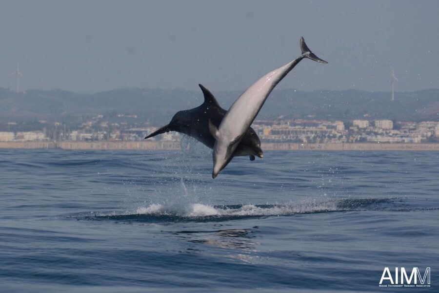 Lagoa: Dolphins Expedition with biologist guide on board - Price and Value: Is $82 Worth It for a Biologist-Led Boat Tour?