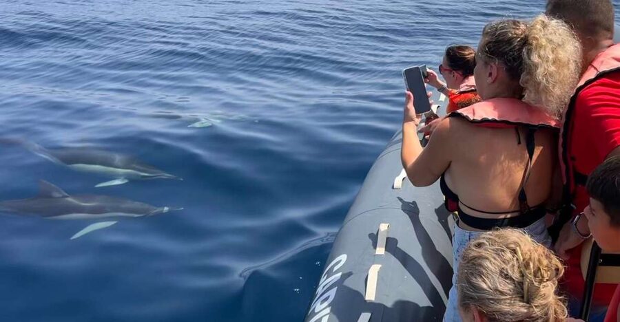 Lagoa: Dolphins Expedition with biologist guide on board - Your 3-Hour Atlantic Safari from Capitão Nemo Algarve