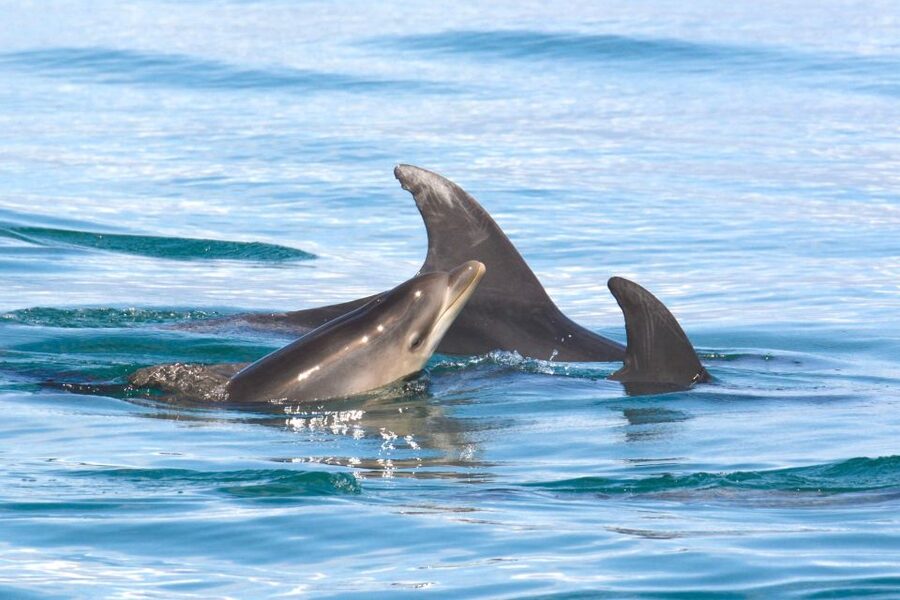 Lagoa: Dolphins Expedition with biologist guide on board - How the Biologist Guide Turns Dolphin Watching into Learning